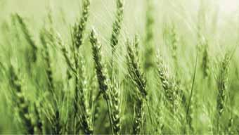 Agrární obzor ÚNOR 2022 VŠE PRO SLADOVNICKÉ JEČMENY A SLAD 21 Snadná, účinná a bezpečná regulace porostů Nedílnou součástí agrotechniky obilovin by vždy