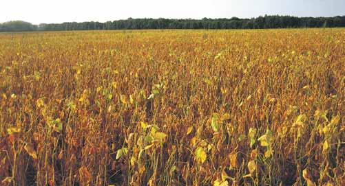 42 ROSTLINNÁ ÚNOR 1/2022 Agrární obzor Transgenní plodiny pod přísným dohledem Světová plocha geneticky upravených plodin neustále narůstá. V současnosti se blíží ke dvěma stovkám miliónů hektarů.