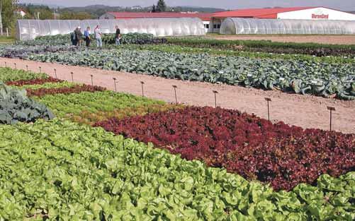 8 ROSTLINNÁ ÚNOR 1/2022 Agrární obzor MORAVOSEED CZ a.s. přes 30 let šlechtíme zeleninu s chutí!