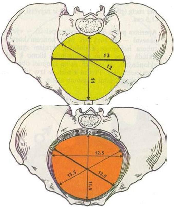 Pelvis minor od linea terminalis kaudálně.