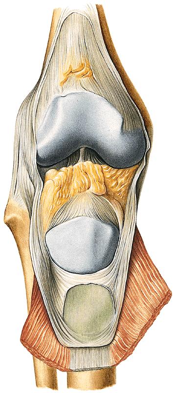 alares corpus adiposum