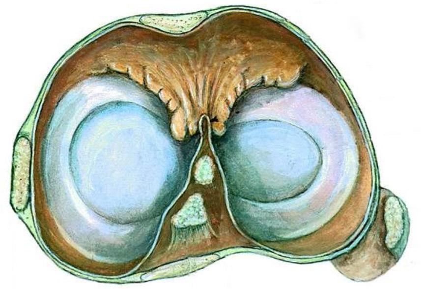 prepatelaris subcutanea b.