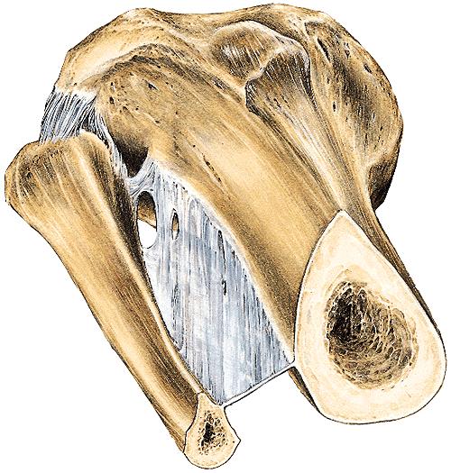 Articulatio tibiofibularis Typ:plochý kloub Kloubní plochy: