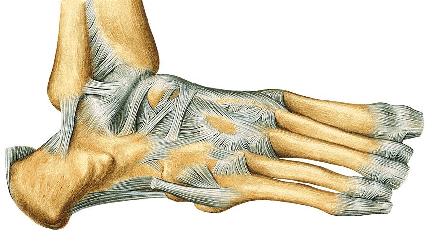 tibiotalaris anterior pars