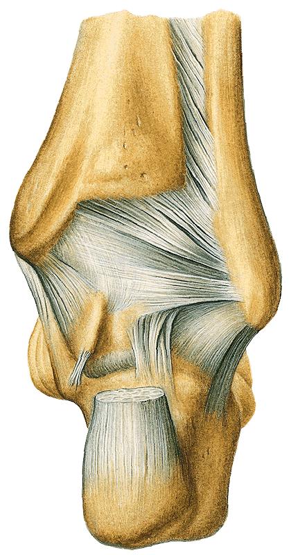 posterior lig. collaterale laterale lig.