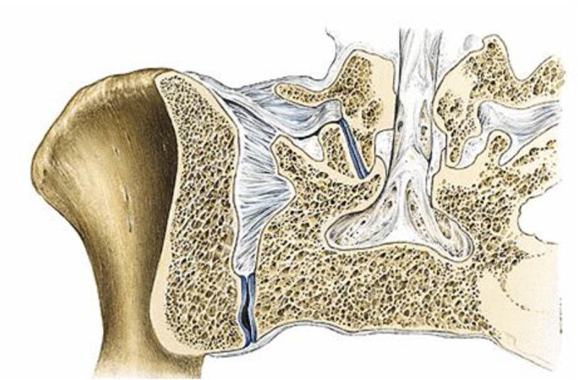 Articulatio sacroiliaca Typ:tuhý kloub -amphiarthrosis
