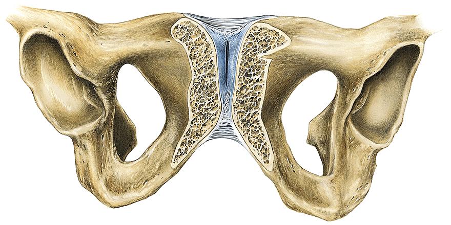 Articulationes cinguli Symphysis pubica Typ:pevné, chrupavčité spojení discus interpubicus- vzadu eminentia retropubica (hmatná), uvnitř někdy štěrbina