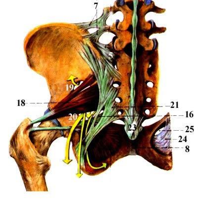 Ligamenta pánve lig. inguinale lig.