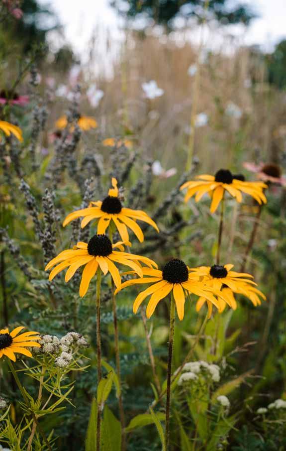 Rudbeckia fulgida Český název: Třapatka zářivá Patrovitost: Skupinové Barva květů: Žlutá Výška: 80 cm Doba kvetení: VII X Vlhkost: Polosucho, vlhko Stanoviště: Slunce