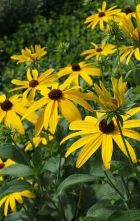Rudbeckia laciniata, Rudbeckia subtomentosa Jedná se o vysoké druhy třapatek, dorůstají až 200 cm.