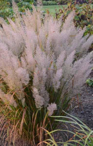Calamagrostis acutiflora Overdam Kultivar Overdam je trochu nižší (130 cm) a má jemný bílý proužek v listu.