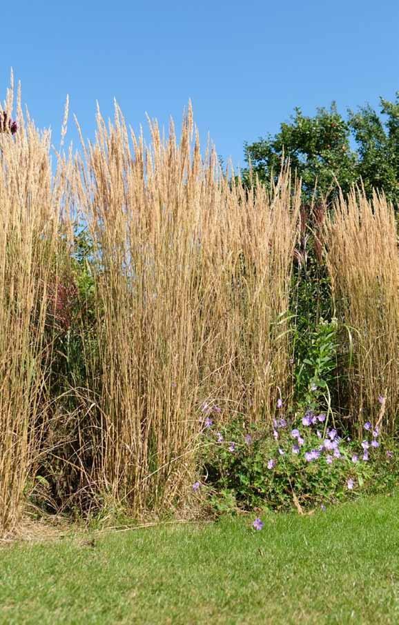 Roste vertikálně a velmi rychle. Na konci června dosahuje 125 cm, v době kvetení i 180 cm. Calamagrostis sp.