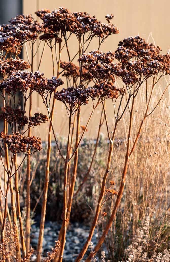 V zahraničí se tomu říká dead plant beauty, neboli krása mrtvých rostlin. Byla by škoda mít záhony celou zimu holé a prázdné.