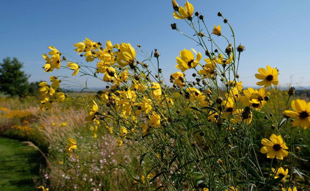 Řešení je přitom jednoduché zasaďte na jednotlivá stanoviště kombinaci jarních, letních, podzimních a zimních trvalek (ano,