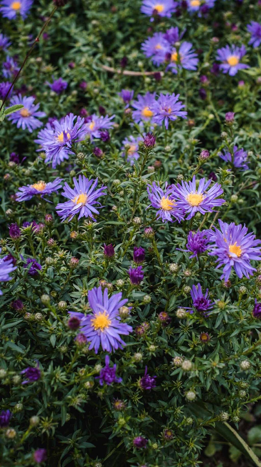Symphyotrichum dumosum (syn. Aster dumosus) Český název: Hvězdnice keříčkovitá, (syn.