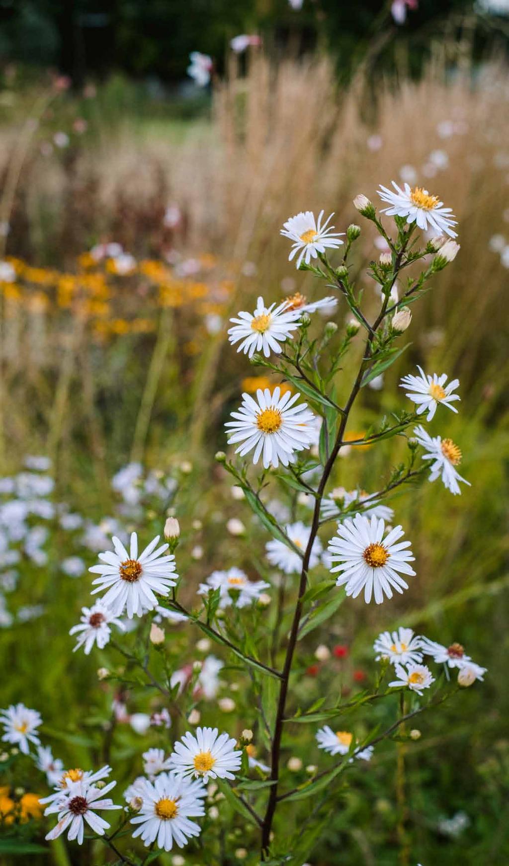 Aster novae-angliae Český název: Hvězdnice novoanglická Patrovitost: Soliterní, skupinové Barva květů: Bílá, růžová, modrá, fialová (v závislosti na kultivaru) Výška: 100 140 cm Doba kvetení: IX X