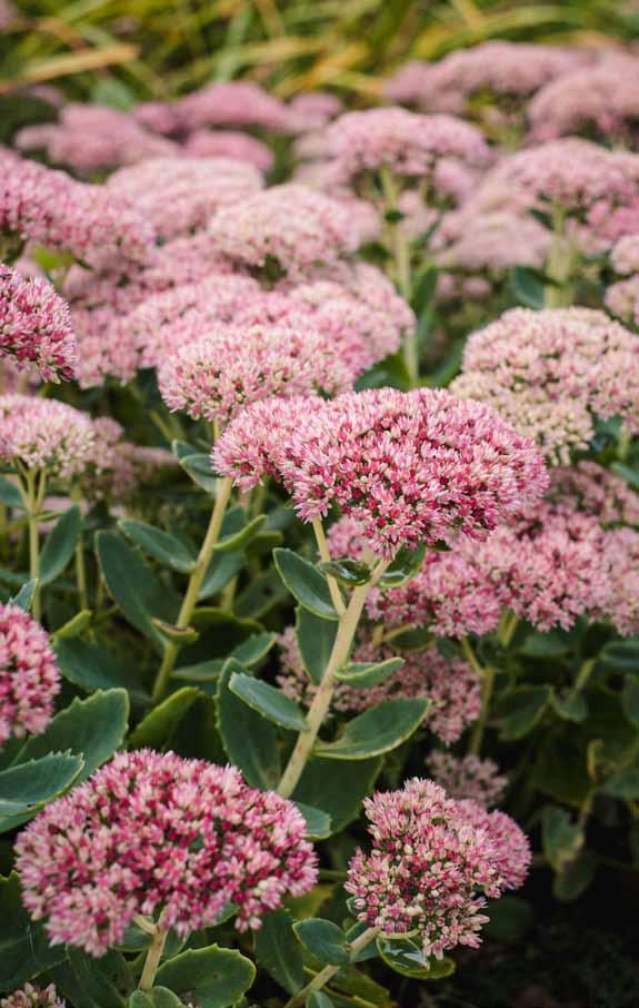 Sedum telephium Český název: Rozchodník nachový Patrovitost: Skupinové Barva květů: Bílá, růžová (v závislosti na kultivaru) Výška: 40 50 cm Doba kvetení: IX X Vlhkost: Sucho Stanoviště: Slunce O
