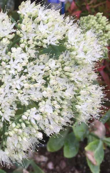 Sedum telephium Stardust nebo Iceberg Dva kultivary, které kvetou bíle a mají světle zelené stonky a listy.