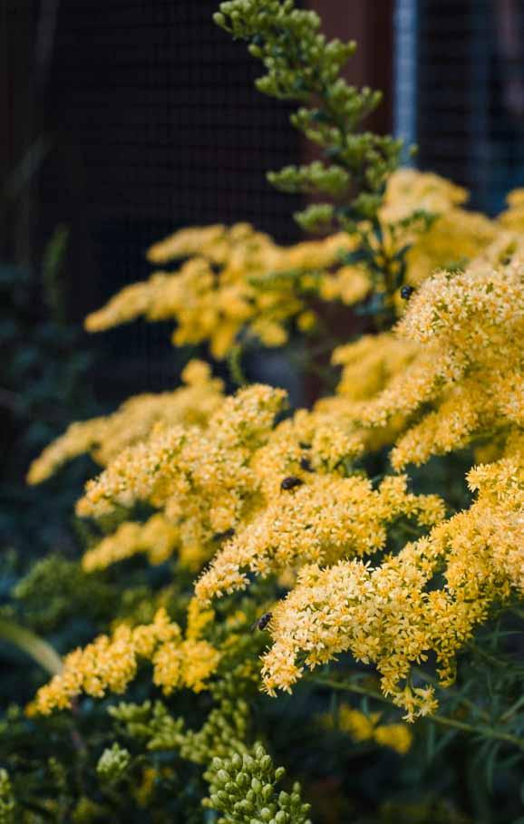 Zajímavé druhy: Solidago rugosa Fireworks Poměrně vysoký, ale lehký strukturou. Dosahuje výšky 100 130 cm. Na podzim dlouho kvetoucí.