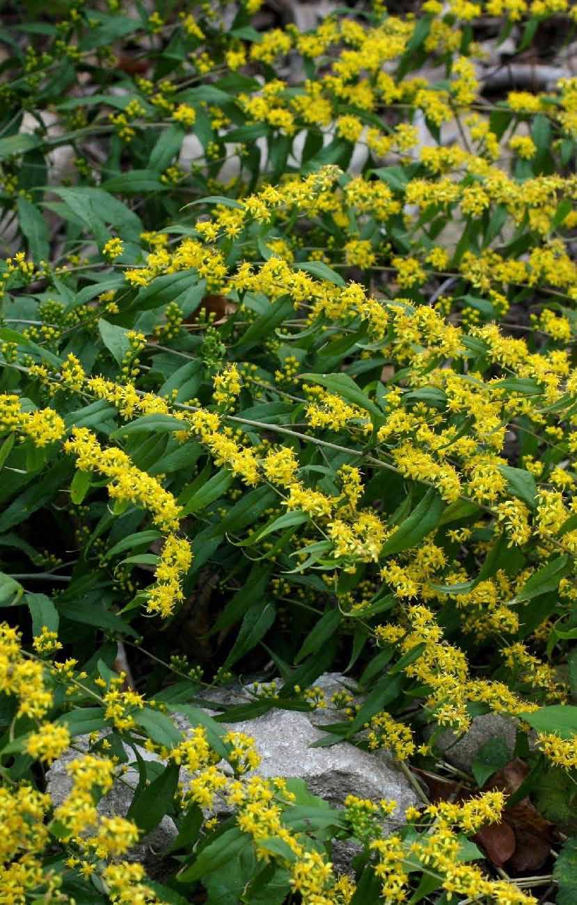 zlatobýlů představuje velkou skupinu druhů, které v zahradě najdou své uplatnění. Kvůli druhu Solidago canadensis mají špatnou pověst.