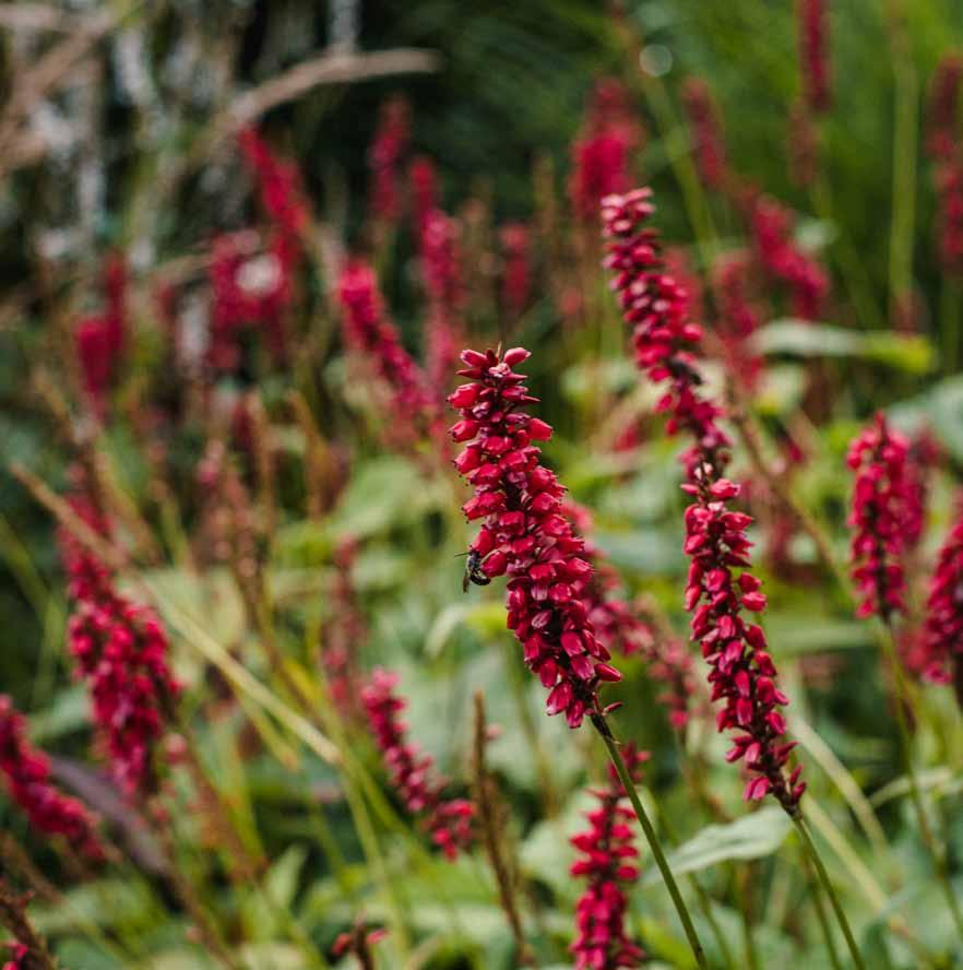 Persicaria amplexicaulis (syn.