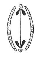 (Anagallis) (Papaver)