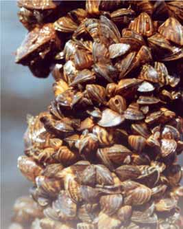Dan Minchin Slávička mnohotvárná (Dreissena polymorpha) NOBANIS The North European and Baltic Network on Invasive Alien Species (severoevropská a baltská síť pro invazivní cizí druhy) je regionální