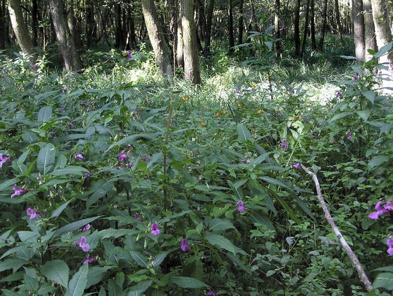 > Impatiens glandulifera, v pozadí několik rostlin impatiens capensis. Všechna fota Hana Skálová Příčiny invaze Příčin, proč netýkavka žláznatá vytlačuje ostatní druhy, je několik.