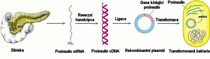 Transgenní mikroorganismy Transgeny jsou vnášeny do bakterií pomocí transformace za pomoci chloridu vápenatého a vyhladovění.