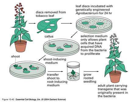 Transgenní rostliny Pro přenos transgenů do rostlin se často používají bakterie rodu Agrobacterium,, které mají schopnost napadat poraněné rostliny a přenášet do nich gen. informaci.