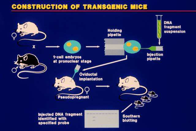 Transgenní savci Pro přenos transgenů se využívají vektory ( přenašeči ), které jsou odvozeny od živočišných virů nebo mikroinjekce.