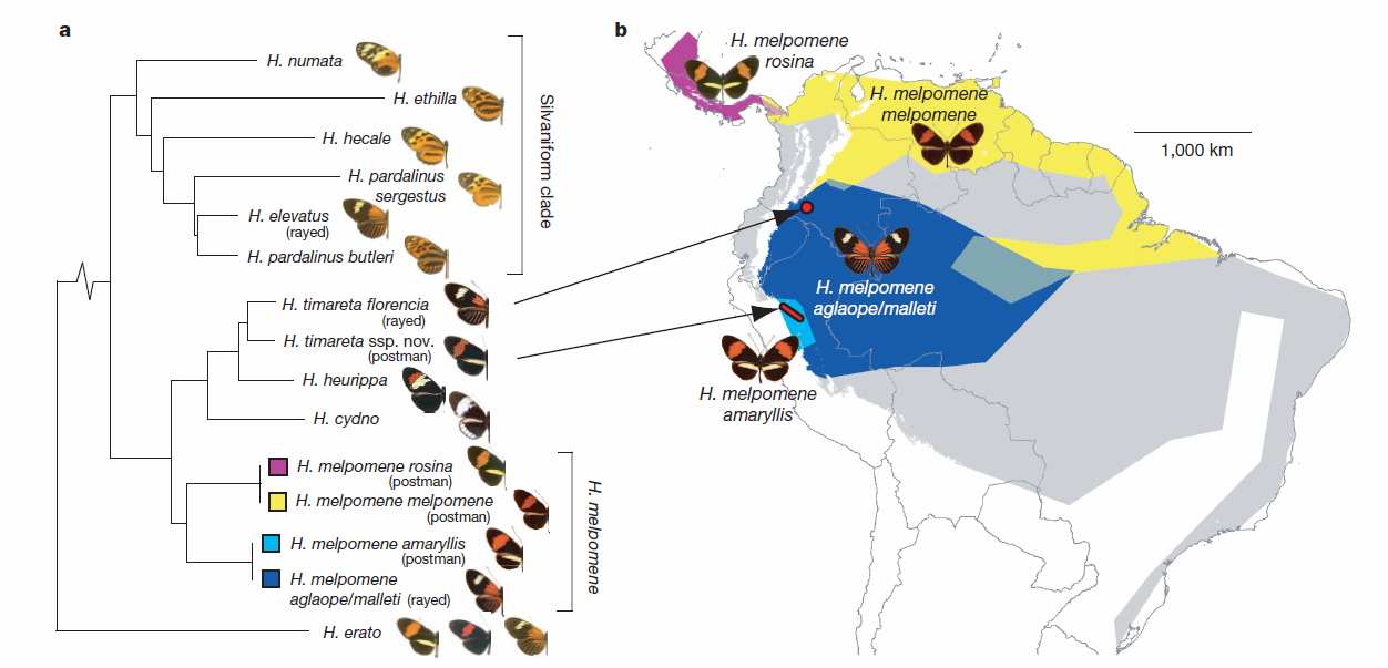 Hybridizace a genová introgrese mezi Homo neanderthalensis a Homo sapiens K hybridizaci a genové introgresi mezi Homo sapiens a neandrtálci docházelo.