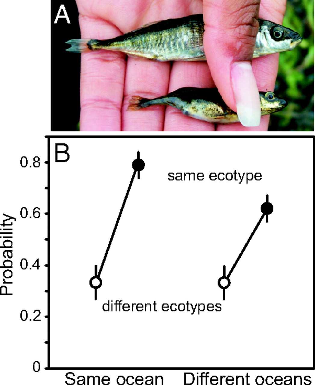 Reinforcement Posílení reprodukční izolace mezi druhy po sekundárním kontaktu působením selekce.