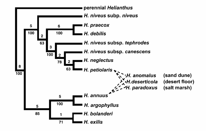 Speciace hybridizací u živočichů Případ