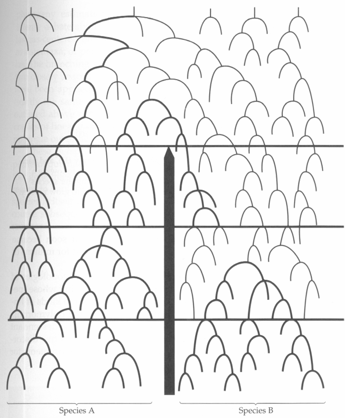 genealogie versus fylogeneze