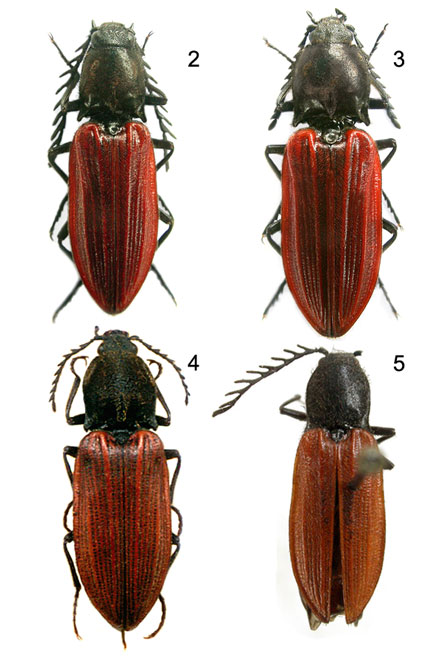 Anostirus atropilosus (Coleoptera: Elateridae), nový druh pro faunu Slovenska 26 Prostředí, ve kterém se vyvíjí larvy Anostirus atropilosus je mi zatím neznámé.