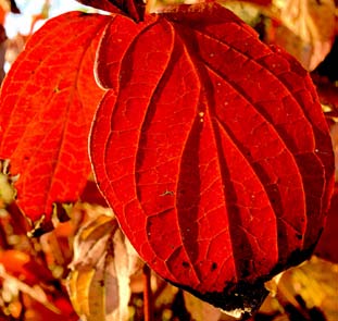 rudého zbarvení listů