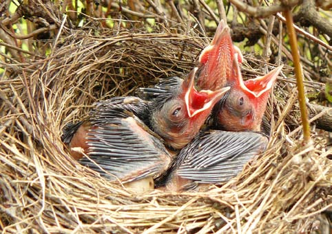 Příroda to totiž zařídila chytře a plody dozrávají postupně, takže i na konci zimy ptáci ještě mají co jíst (kalina a ptačí zob). Získají tak důležité tukové zásoby před zimou nebo odletem na jih.