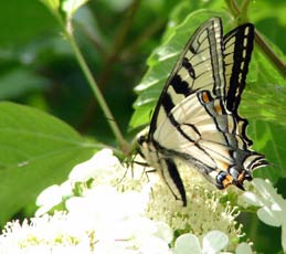 který žije na keřích: Vrba jíva Salix caprea 213 Dřín obecný Cornus mas 15 Hloh Crataegus 163 Dřišťál obecný Berberis vulgaris 19 Dřišťál thunbergerův Hloh obecný Crataegus monogyna 32 Hloh lavalův