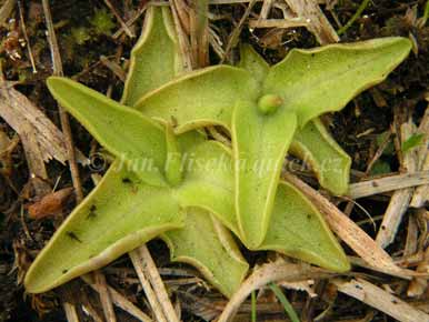 Pinguicula bohemica Kraj.