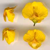 Utricularia intermedia Hayne (bublinatka prostřední) cirkumpolární výskyt výskyt v ČR: 5 lokalit (Třeboňsko), výrazný úbytek lokalit a zmenšování populací =>