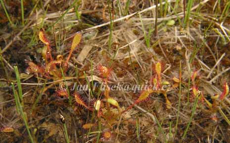 Drosera anglica Huds.