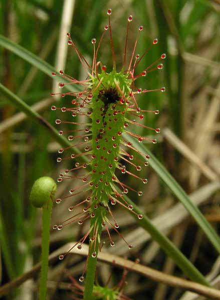 x obovata