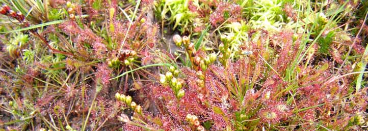 Drosera intermedia Hayne (rosnatka prostřední) cirkumpolární (amfiatlantický) výskyt + J.