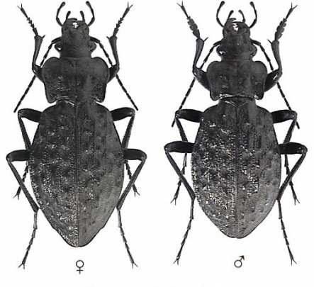 Středoškolská odborná činnost 2006/2007 Obor 04 biologie Monitoring druhu Carabus variolosus a odhad jeho biotopových nároků na vybraných lokalitách na Vsetínsku Autor: Justina