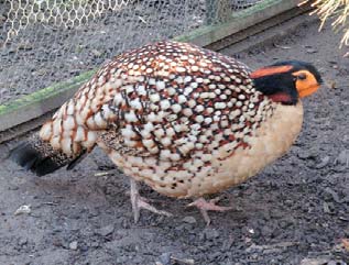 000 g/58 cm SATYR OBECNÝ / TRAGOPAN SATYRA