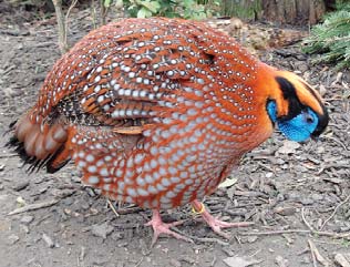 CITES II, ohrožený Myanmar,, Thajsko, Laos