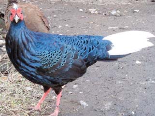 LOPHURA HATINHENSIS Populace CITES I,