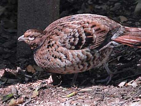 SYRMATICUS SOEMMERRINGII SOEMMERRINGII