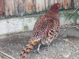 Váha/délka kohout 1 000 g/110 cm,